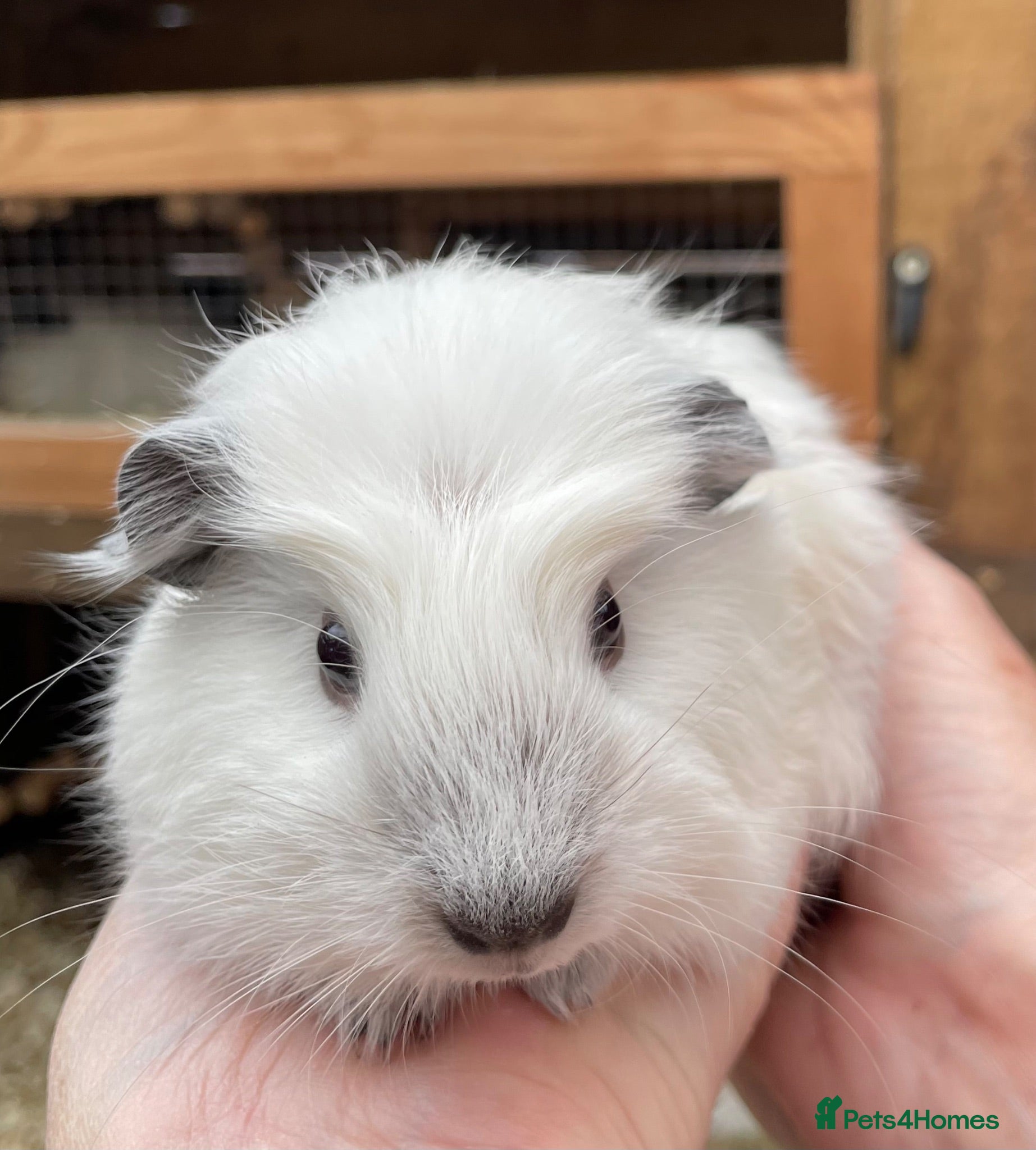 Guinea Pig rodents Baby guinea pigs  - Advert 15