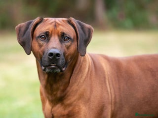 Rhodesian Ridgeback dogs in Doncaster - Advert 2