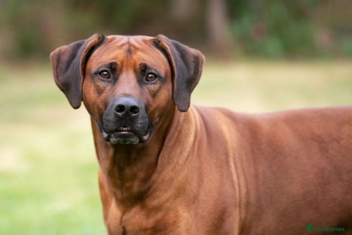 Rhodesian Ridgeback dogs Rhodesian Ridgeback Stud…. in Doncaster - Advert 1