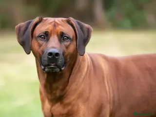 Rhodesian Ridgeback dogs Rhodesian Ridgeback Stud…. in Doncaster - Advert 1