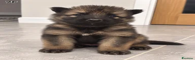 Rosie
