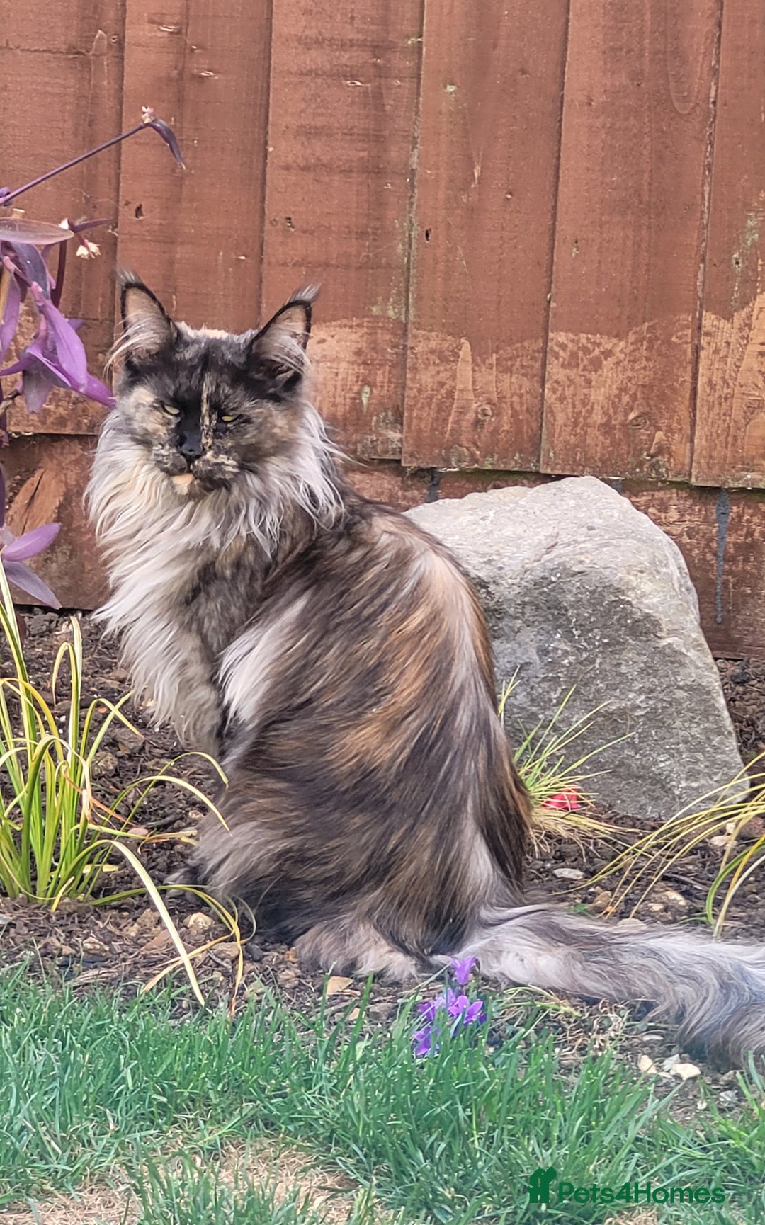 Maine Coon cats for sale: Adult female rehoming  - Advert 1