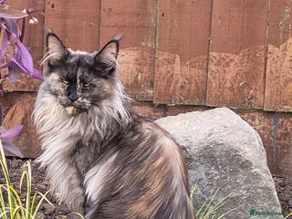 Maine Coon cats Adult female rehoming - Advert 14