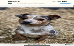 Jack Russell dogs for sale: Purê bred min ature Jack russell puppies - Image 4