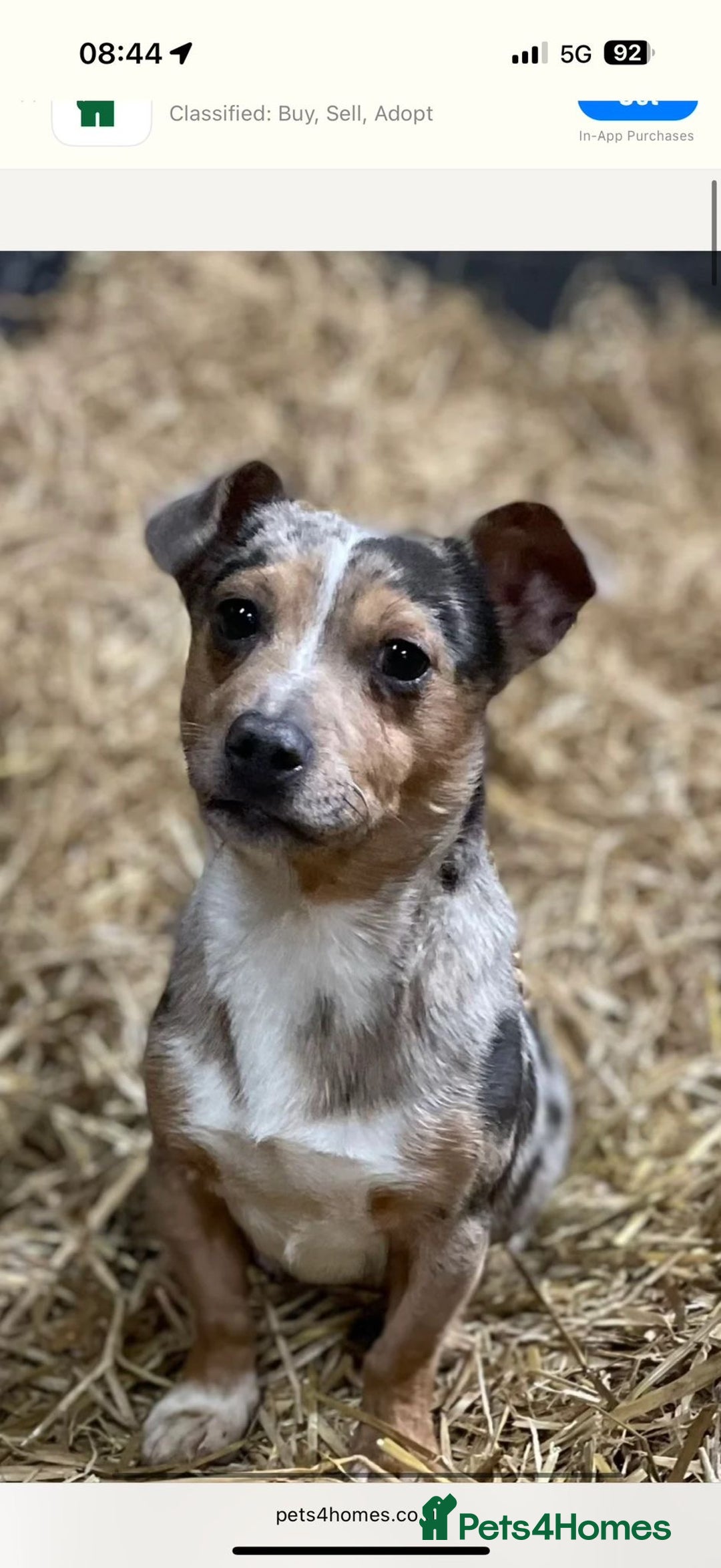 Jack Russell dogs for sale: Purê bred min ature Jack russell puppies - Image 4