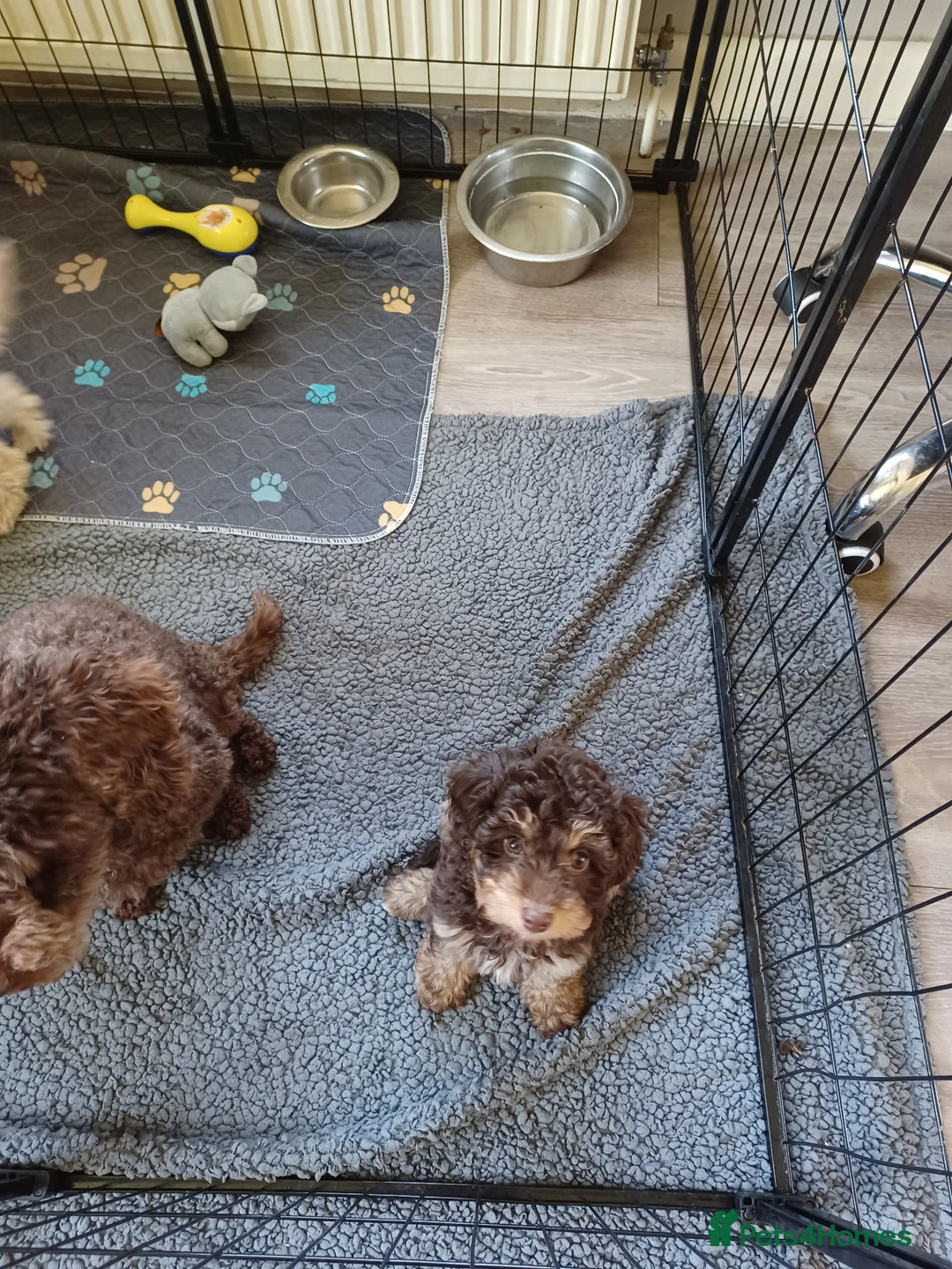 Cavapoochon dogs for sale: Cavapoochon puppies with 5 weeks free insurance  in Bath - Advert 2