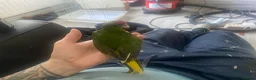 Parrots birds for sale: Hand reared Kakariki  - Advert 20