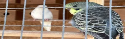 Budgerigars birds for sale: New baby budgies  - Advert 4
