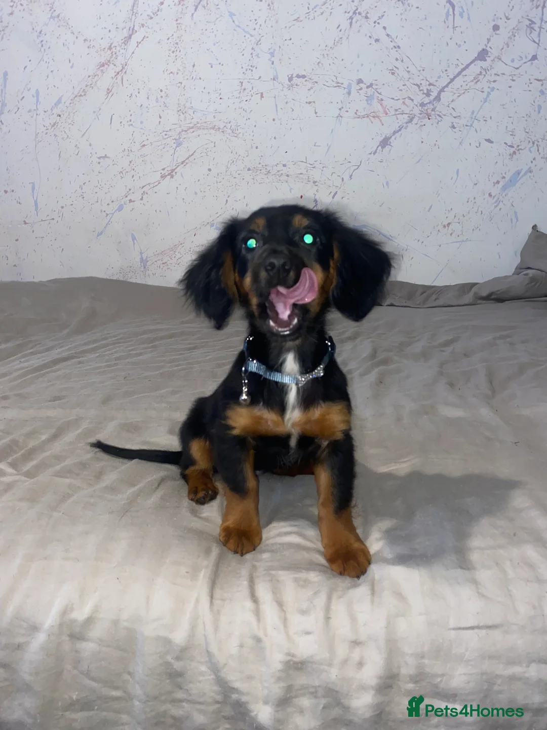 Mixed Breed dogs for sale: Sweet litter of pups for sale 2 males , 3 female in Stoke-on-Trent - Advert 1