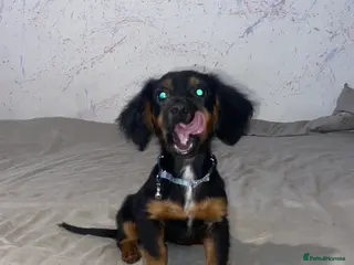 Mixed Breed dogs Sweet litter of pups for sale 2 males , 3 female in Stoke-on-Trent - Advert 17