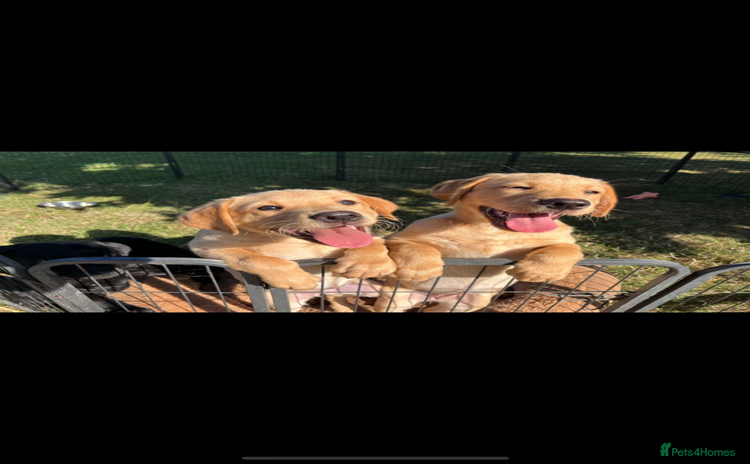 Labrador Retriever dogs - Advert 4