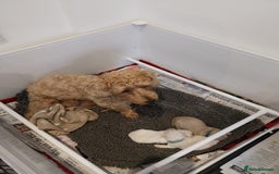 Mixed Breed dogs for sale: Westiepoo  - Image 7