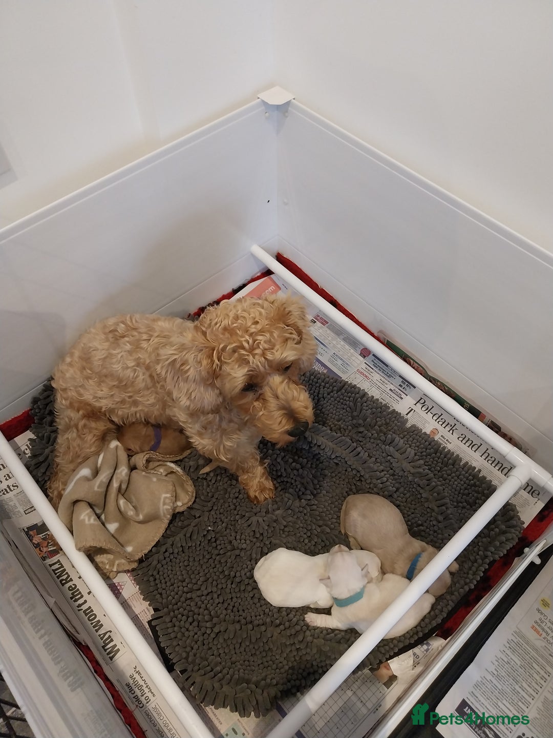 Mixed Breed dogs for sale: Westiepoo  - Image 7