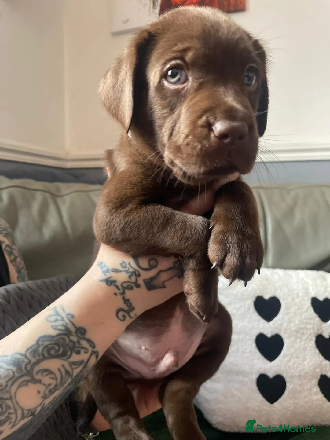 Labrador Retriever dogs for sale: 8 stunning lab pups for sale - Advert 2