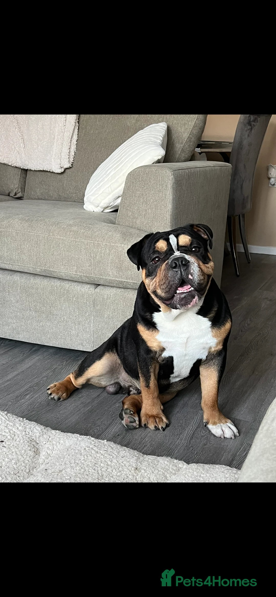 English Bulldog dogs for sale: English bulldog  - Advert 2