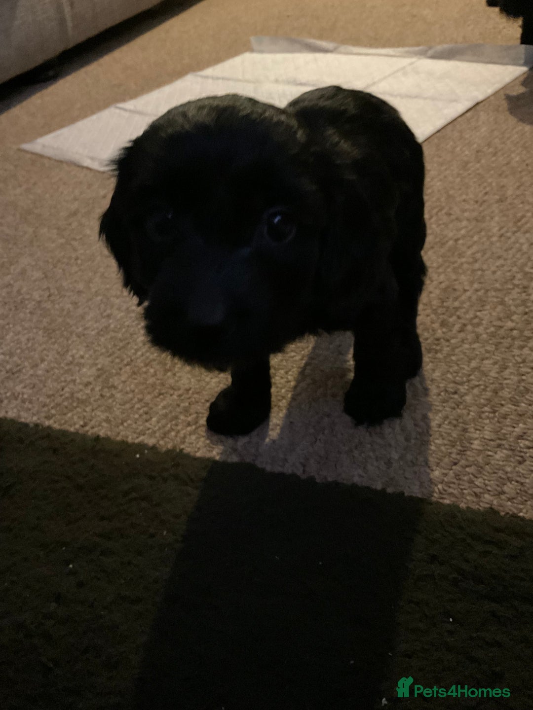 Cockapoo dogs for sale: 5 cockapoo puppies for adoption - Advert 3