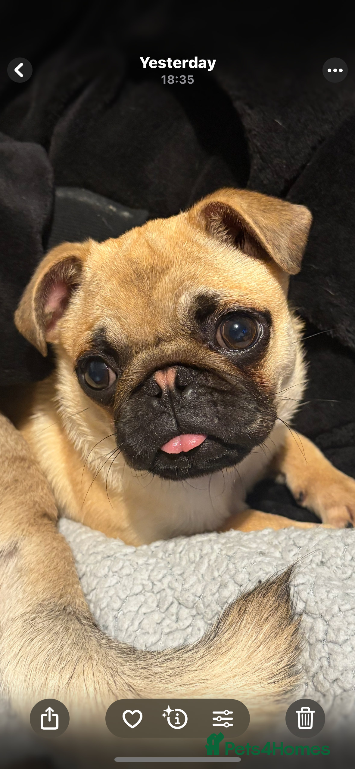 Pug dogs 5 month old pug puppy - Advert 2