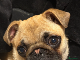 Pug dogs 5 month old pug puppy - Advert 1