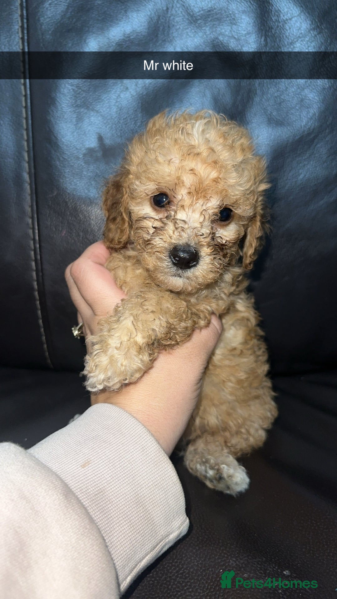 Cockapoo dogs for sale: Miniature cockapoo puppies - Image 18
