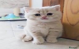 Scottish Fold cats for sale: Adorable Kittens Ready For New Home - Image 14
