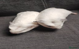 Guinea Pig rodents for sale: Pair of male guinea pigs so beautiful  - Image 4