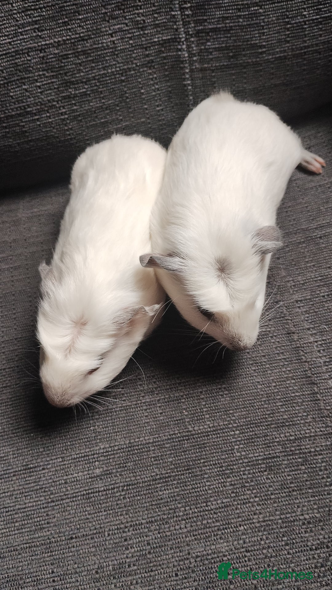 Guinea Pig rodents for sale: Pair of male guinea pigs so beautiful  - Image 4