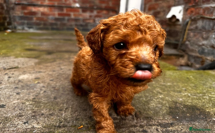 Toy Poodle dogs - Advert 2