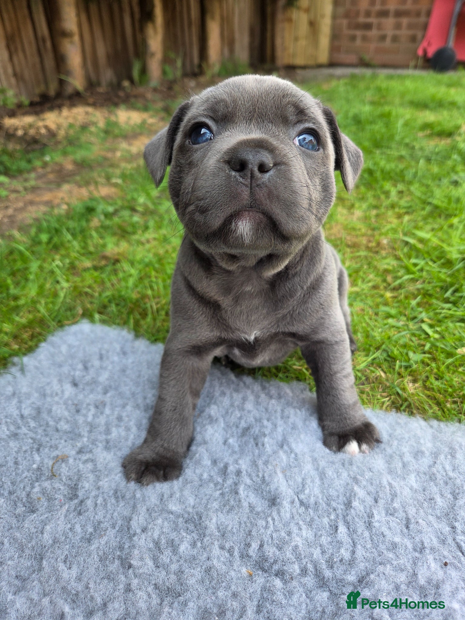 Staffordshire Bull Terrier dogs KC Registered Staffy Puppies - Advert 10