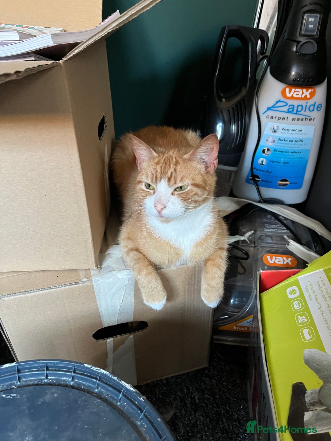 British Shorthair cats for sale: 4 year old ginger girl - Image 2