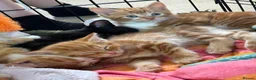 Domestic Shorthair cats for sale: Two stunning ginger kittens for sale.  in Basingstoke - Advert 20