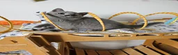 British Shorthair cats for sale: Beautiful British shorthair blue kittens NEUTERED - Advert 8