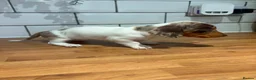 Dachshund dogs for sale: Beautiful dachshund puppies - Advert 6