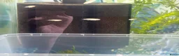 Angelfish fish for sale: Tropical Fish Female AngelFish /Danio babies  - Advert 4