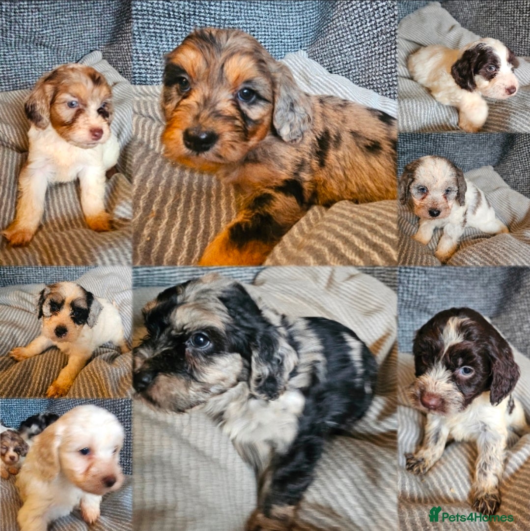 Cockapoo dogs Cockerapoo puppies merle F1 - Advert 1