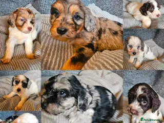 Cockapoo dogs Cockerapoo puppies merle F1 - Advert 6