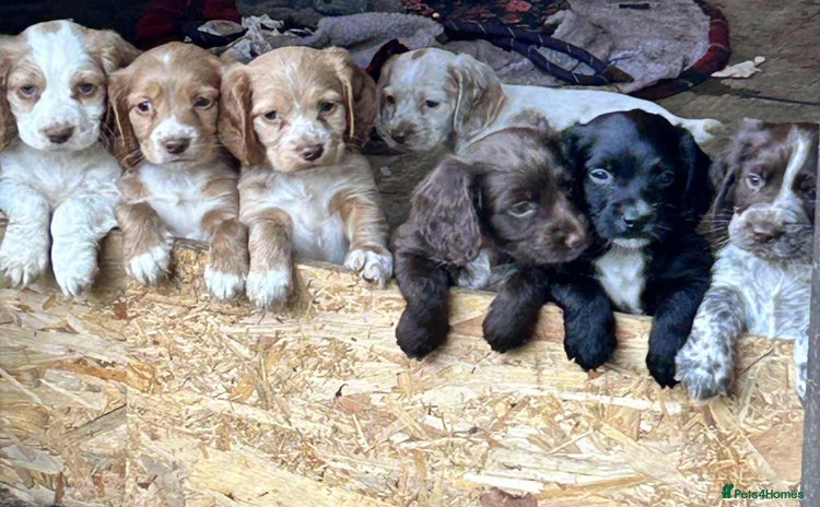 Cocker Spaniel dogs - Advert 1