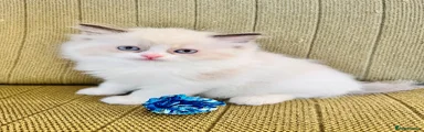 Ragdoll 2