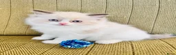 Ragdoll cats for sale: Ragdoll x Persian Kittens - Advert 14