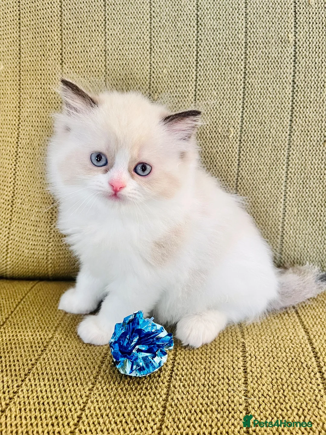 Ragdoll cats for sale: Ragdoll x Persian Kittens - Advert 14