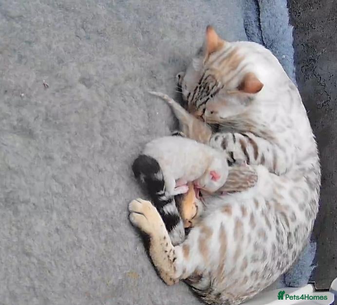 Bengal cats TICA Purebred rosetted Bengal Kittens - Advert 1