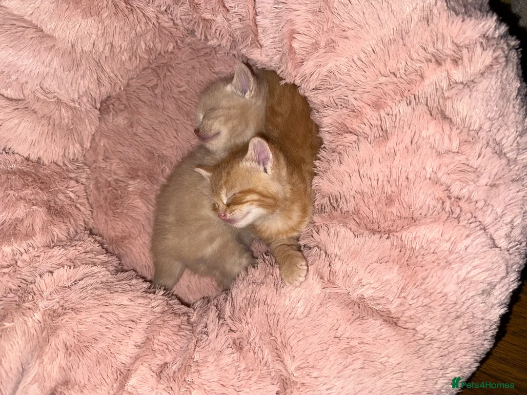 Mixed Breed cats for sale: Four Stunning Kittens Blonde & Gingers - Advert 9