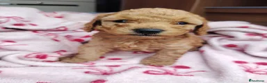Cockapoo 6