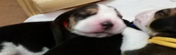 Beagle dogs for sale: 6TH Generation Beagles. - Advert 6