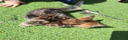 Mixed Breed cats for sale: Beautiful kittens in Norwich - Advert 10