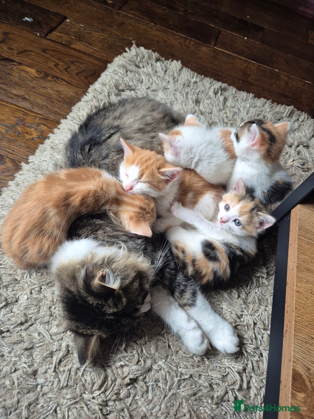 Domestic Shorthair cats for sale: Beautiful family raised kittens  - Image 6