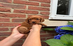 Cocker Spaniel dogs for sale: Health Tested Clear Cocker Spaniel Puppies  - Image 30