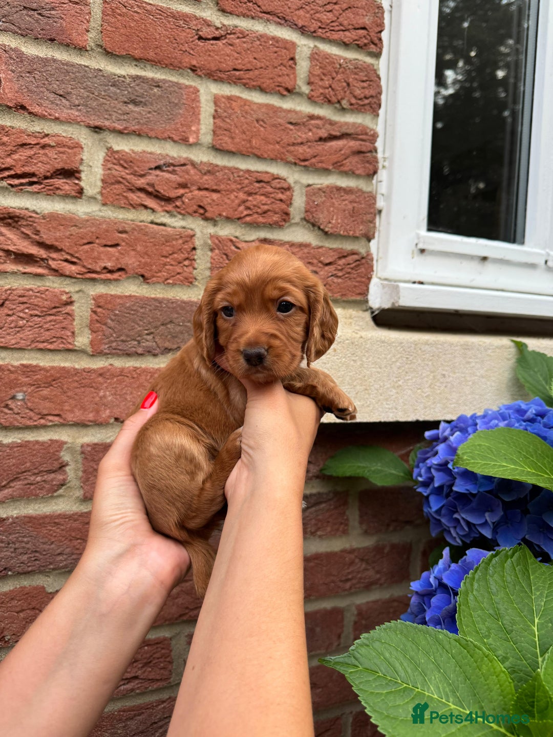 Cocker Spaniel dogs for sale: Health Tested Clear Cocker Spaniel Puppies  - Image 30
