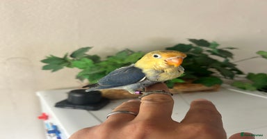 Lovebirds birds - Advert 13