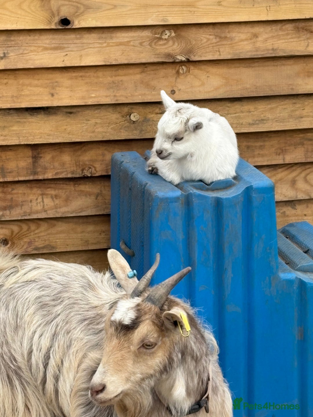 Goats livestock for sale: Beautiful Pygmy goat kids - stunning colours  - Advert 6