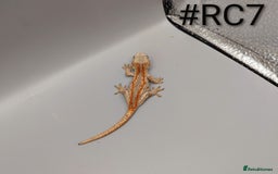 Gecko reptiles for sale: Orange Stripe Gargoyle Gecko CB25 - Image 4